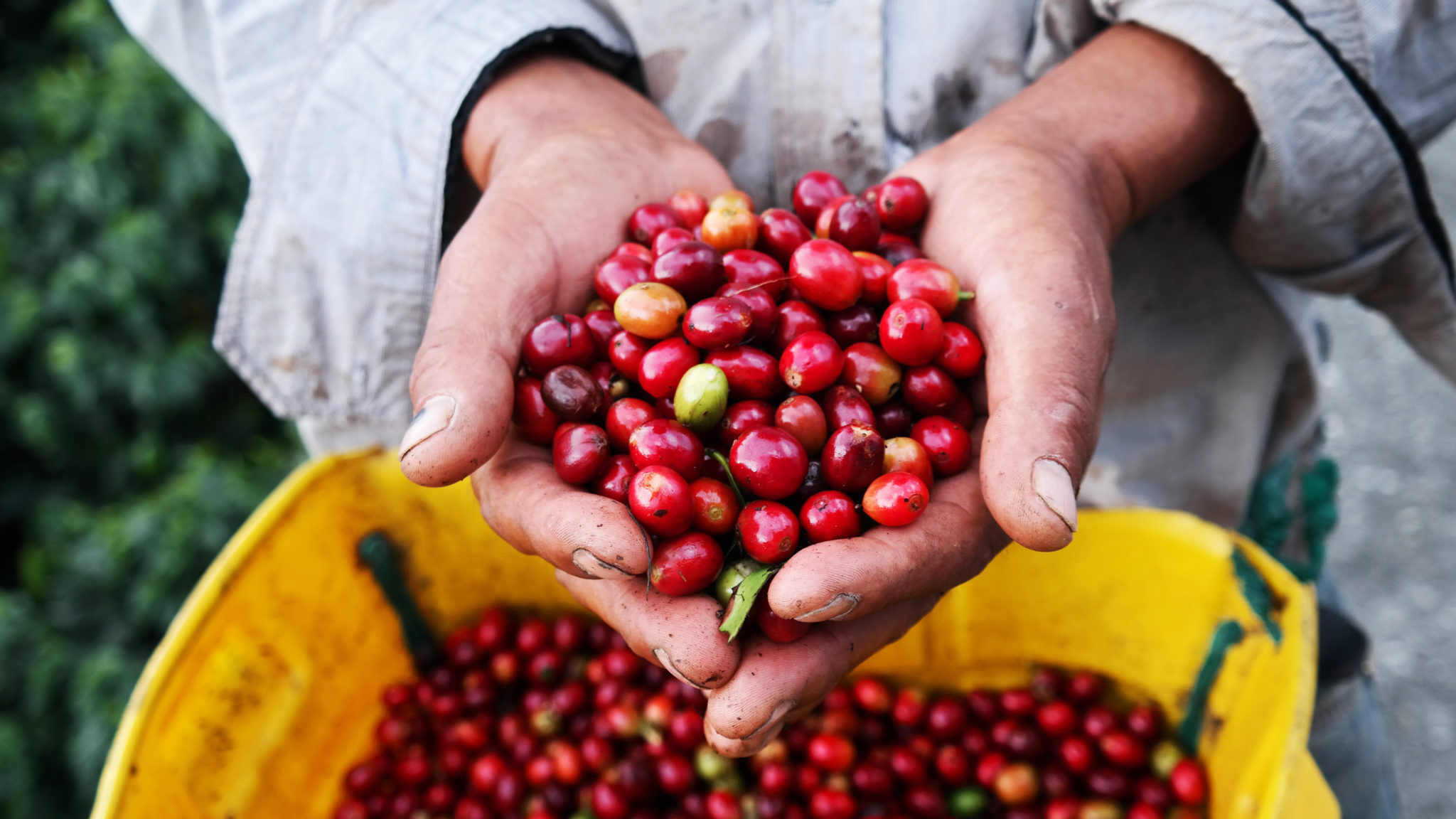 Fazenda de café