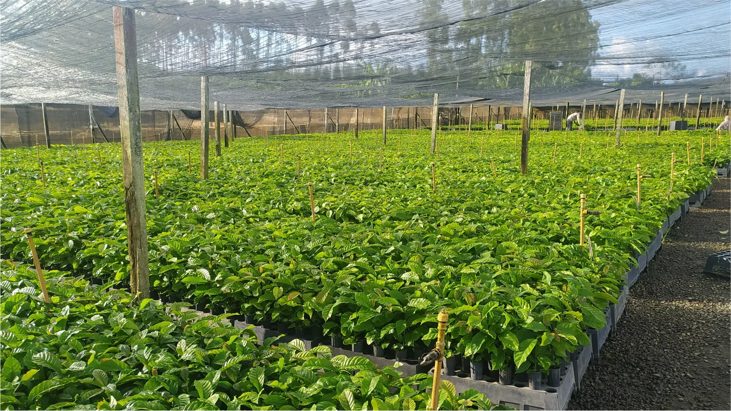 Aplicativo de gestão agrícola